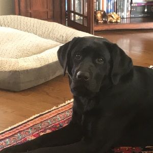 Meet your Posher, Libby